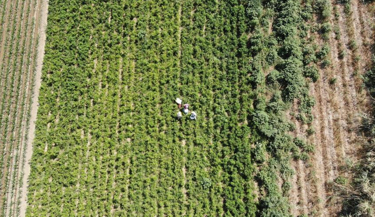 Bu yıl altın yılını yaşıyor! Tarlada kilosu 20 TL’den alıcı buluyor