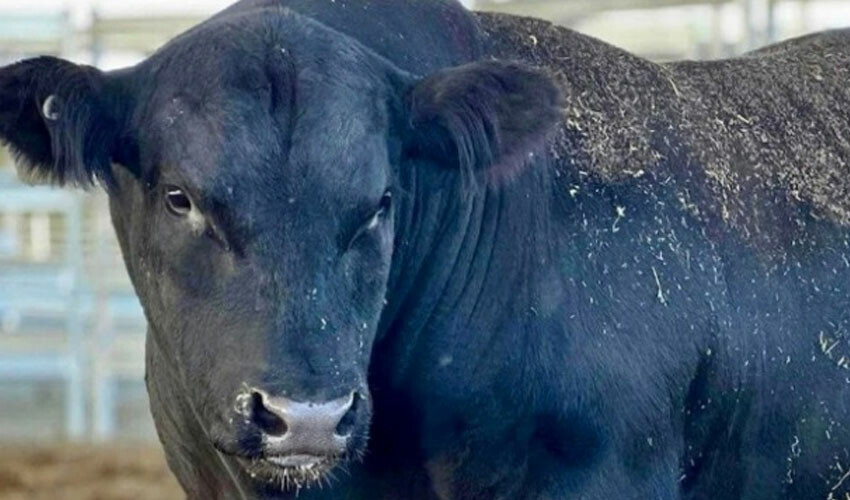 Bu bir dünya rekoru! 956 kilogramlık boğanın satıldığı fiyat dudak uçuklattı