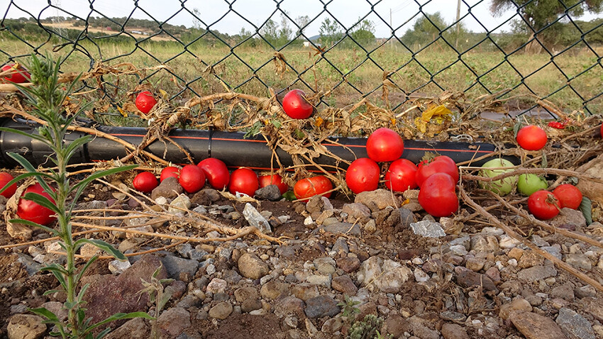 Ezine'de tarım arazileri ve zeytinlikleri sel vurdu! Zarar büyük