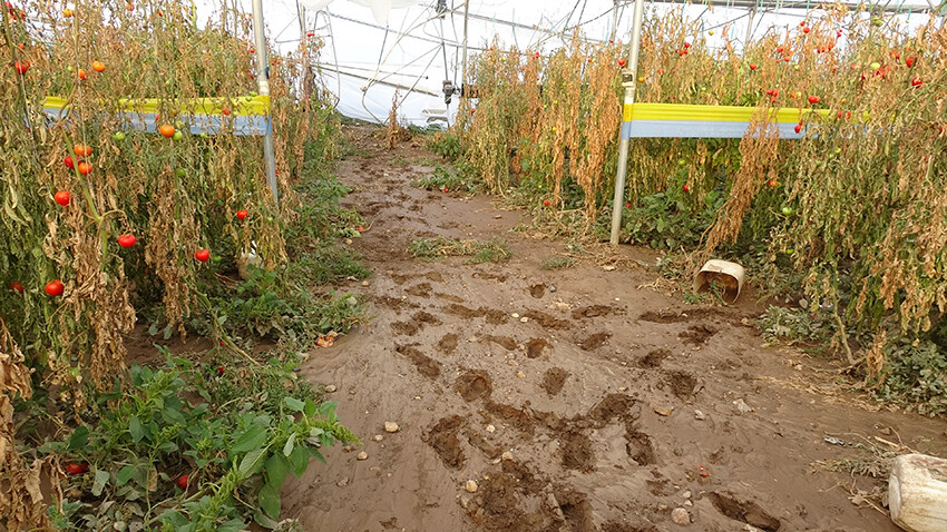 Ezine'de tarım arazileri ve zeytinlikleri sel vurdu! Zarar büyük