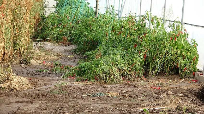 Ezine'de tarım arazileri ve zeytinlikleri sel vurdu! Zarar büyük