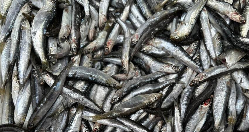 Av sezonunun başlamasıyla fiyatlar yarı yarıya indi: Karadeniz'de  hamsinin kilosu 40 TL Av sezonunun başlamasıyla fiyatlar yarı yarıya indi: Karadeniz'de  hamsinin kilosu 40 TL