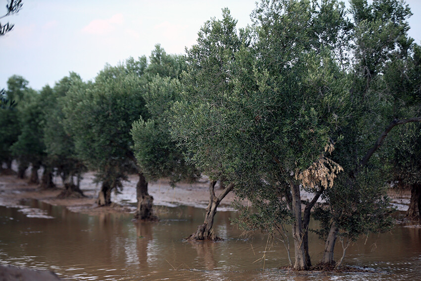 Ezine'de tarım arazileri ve zeytinlikleri sel vurdu! Zarar büyük