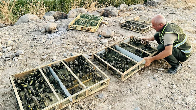 Sınırda yakalandı: Tam 1600 tane! Şüpheliye rekor para cezası... SAKA KUŞU-şırnak