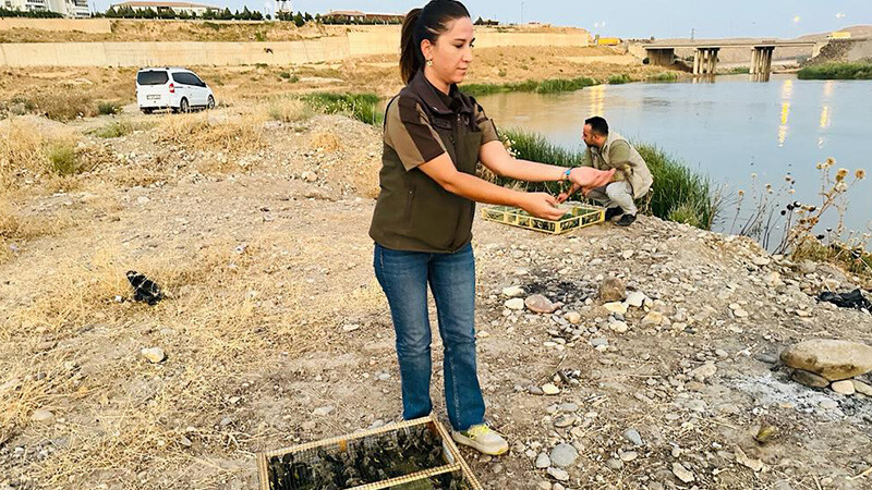 Sınırda yakalandı: Tam 1600 tane! Şüpheliye rekor para cezası... saka kuşu-kaçak-şırnak