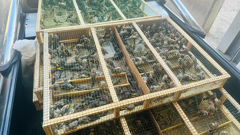 Sınırda yakalandı: Tam 1600 tane! Şüpheliye rekor para cezası... şırnak-saka kuşu