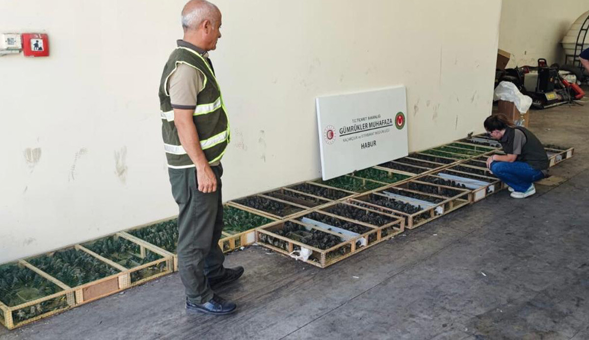 Sınırda yakalandı: Tam 1600 tane! Şüpheliye rekor para cezası... Sınırda yakalandı: Tam 1600 tane! Şüpheliye rekor para cezası...
