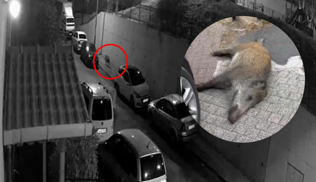 İstanbul'da panik anlar: Yaban domuzları şehir merkezine indi!