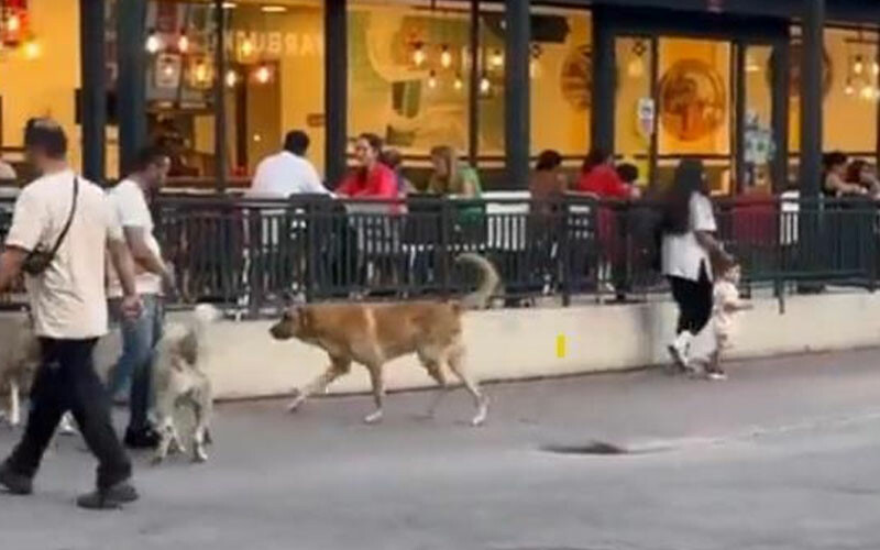 Başıboş sokak köpekleri korku saçtı! Çocuğunu arkasına saklayarak korudu