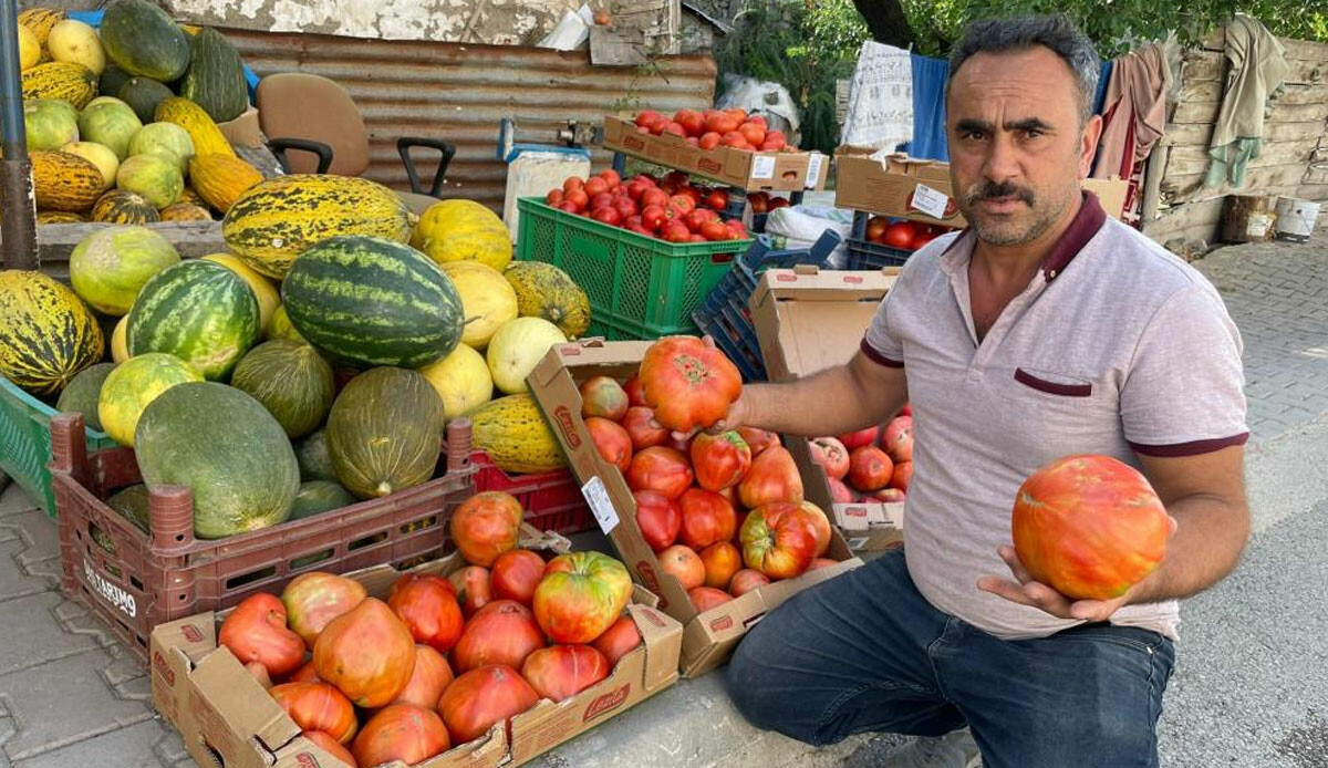 Ata tohumuyla üretildi, ele avuca sığmıyor: Domatesi görenler şaşkınlığını gizleyemiyor