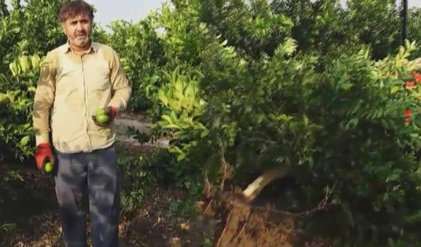 Tüccara kızdı, limon ağacını söktü: Utanmaz herif Tüccara kızdı, limon ağacını söktü: Utanmaz herif