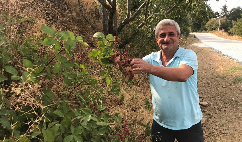 Akciğer kanseri riskini azaltıyor: Şifa deposu doğal meyveye büyük ilgi...