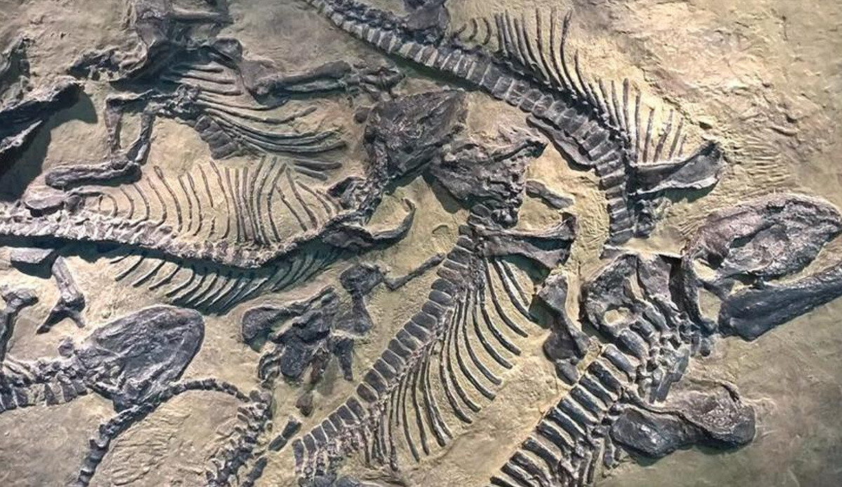 Bilim insanları uzun bacaklı 'tuhaf' dinozor fosili buldu Bilim insanları uzun bacaklı 'tuhaf' dinozor fosili buldu