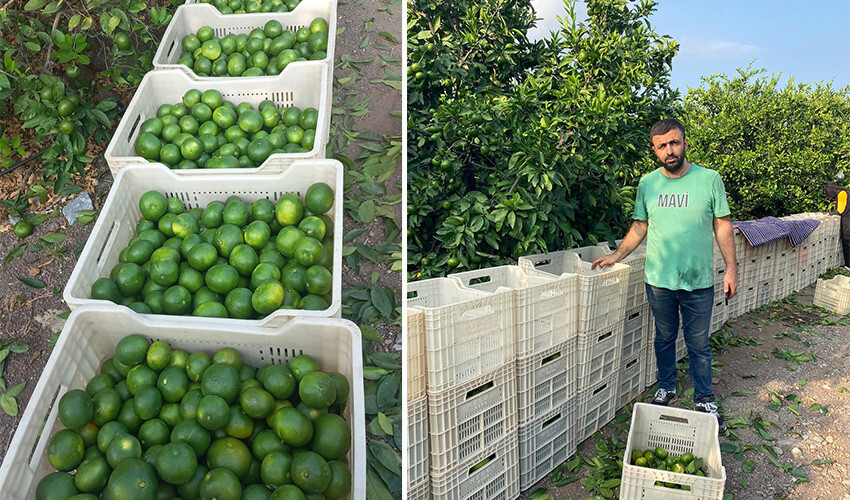 Bereketli topraklarda hasat sevinci: İlk mandalinalar toplanıyor