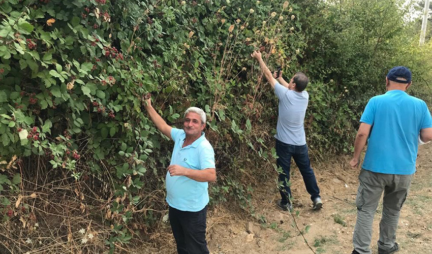 Akciğer kanseri riskini azaltıyor: Şifa deposu doğal meyveye büyük ilgi...