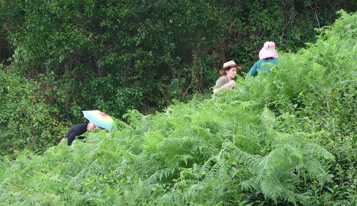 Aşırı sıcaklar çay hasadını vurdu, üretim yarıya düştü