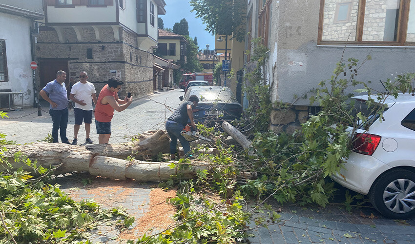 Asırlık çınar sokak ortasına devrildi