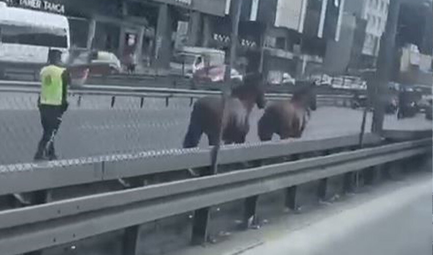 D-100 Karayolu'nda sıra dışı anlar: Başı boş atlar trafiği tehlikeye attı D-100 Karayolu'nda sıra dışı anlar: Başı boş atlar trafiği tehlikeye attı