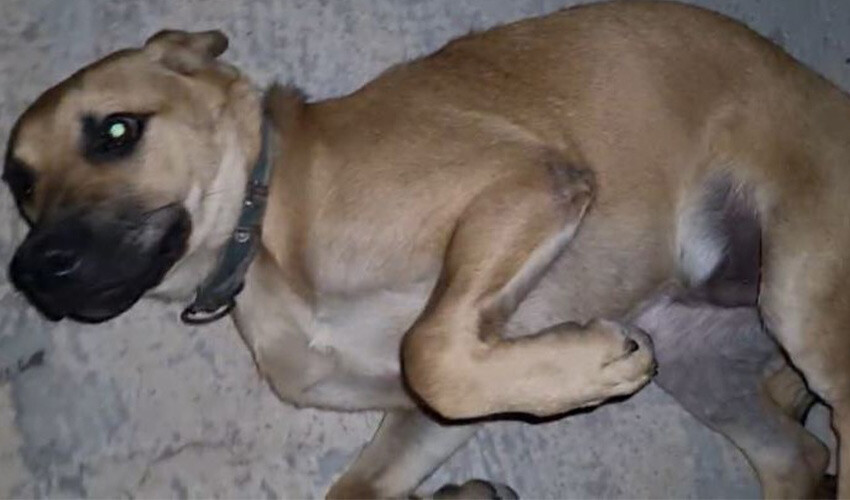 Talihsiz köpeğin ağzına balık iğnesi battı, acı içinde kıvrandı