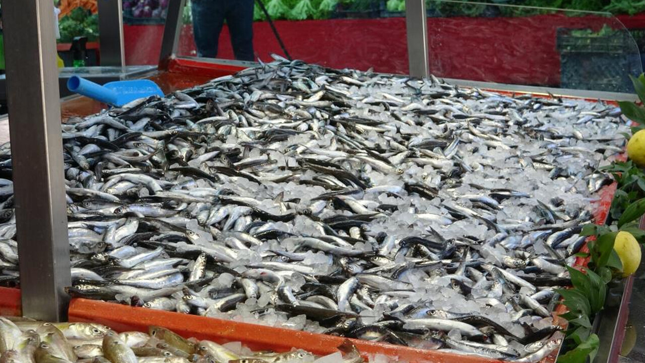 Bu sene hamsi senesi: Balık bolluğu var