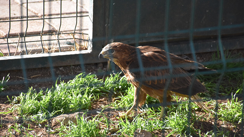 kuş türü- nadir görülen