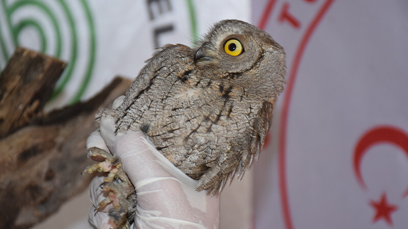 kuş- nesli tehlikede