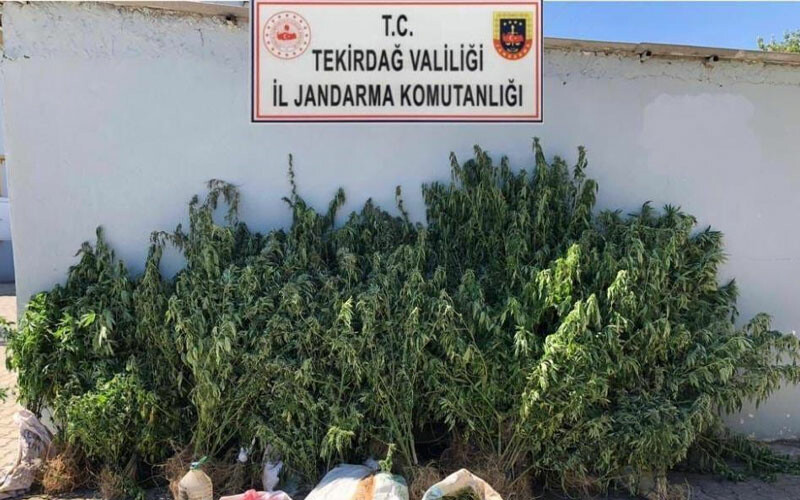 Hasat değil jandarma operasyonu! Tekirdağ’da yüzlerce kök Hint keneviri ele geçirildi Hasat değil jandarma operasyonu! Tekirdağ’da yüzlerce kök Hint keneviri ele geçirildi