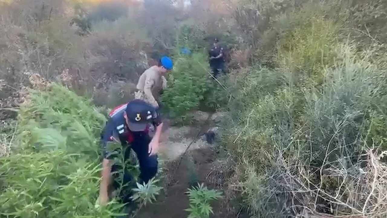 Hasat değil jandarma operasyonu! 514 adet kenevir, 1 kilo kubar esrar ele geçirildi
