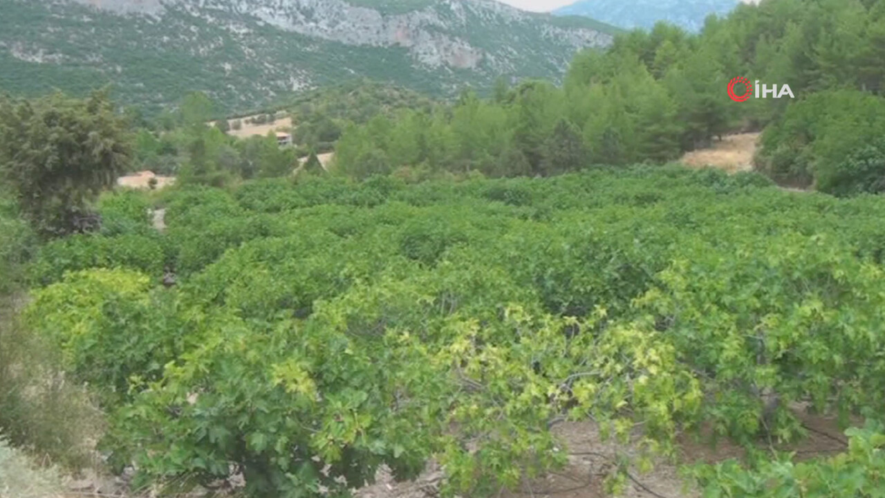 Hasatta yüzde 50 artış beklerken ürünlerin yarısı döküldü! Üretici pek memnun değil: Bahçeden kilosu 50 TL'den çıkıyor