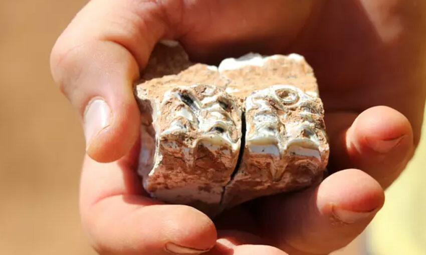 Bilim insanları Türkiye'de buldu! Tam 9 milyon yaşında