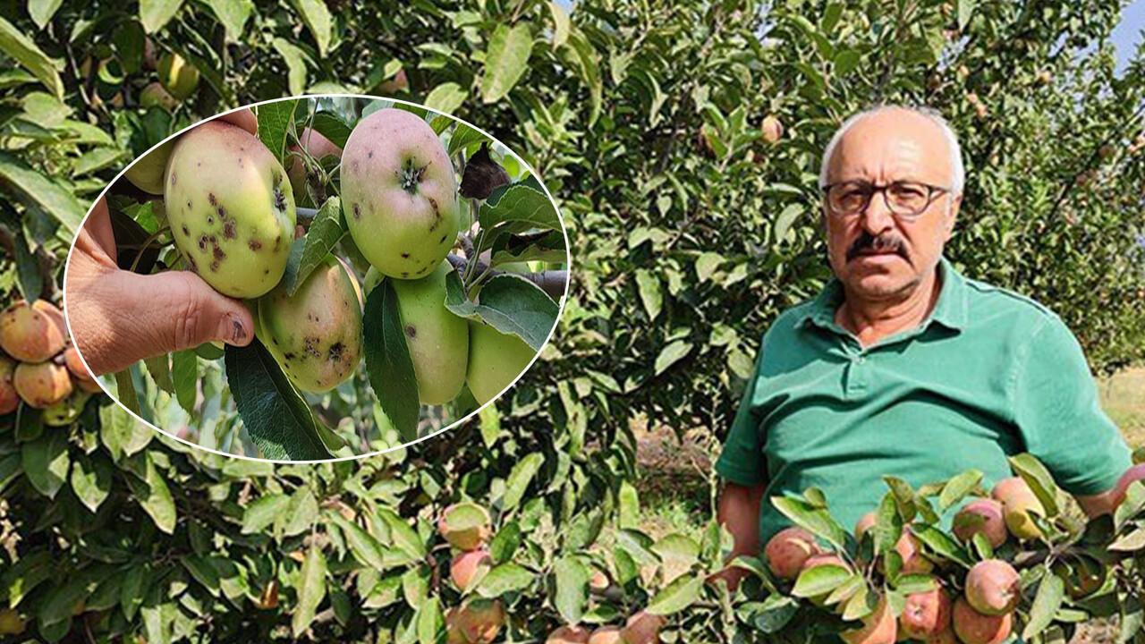 Kara leke rekolteyi yarı yarıya azalttı! Üreticinin başı dertte zararı için kara kara düşünüyor
