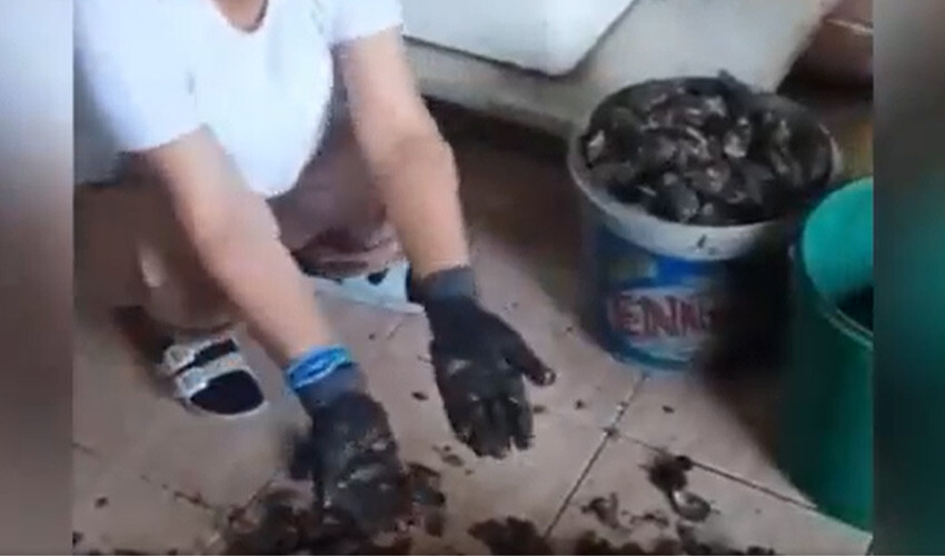 Midyecinin itirafı büyük yankı uyandırdı: Bunun neyi hijyen olacak, bildiğin çöp Midyecinin itirafı büyük yankı uyandırdı: Bunun neyi hijyen olacak, bildiğin çöp