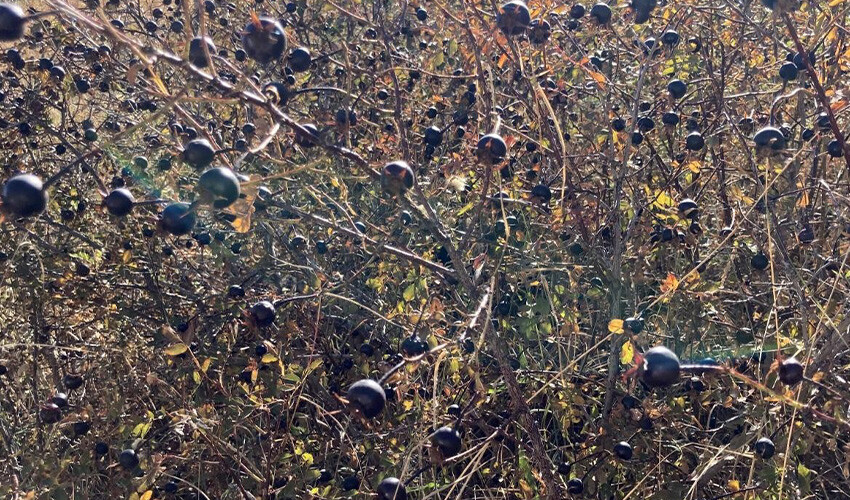 Adeta şifa deposu: Şeker hastası eşi için topluyor, çayını yapıp içiyorlar