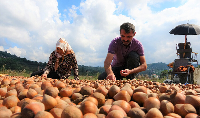 Hasadı bitti, sıra kurutmada: Rekolte yarı yarıya düştü Hasadı bitti, sıra kurutmada: Rekolte yarı yarıya düştü