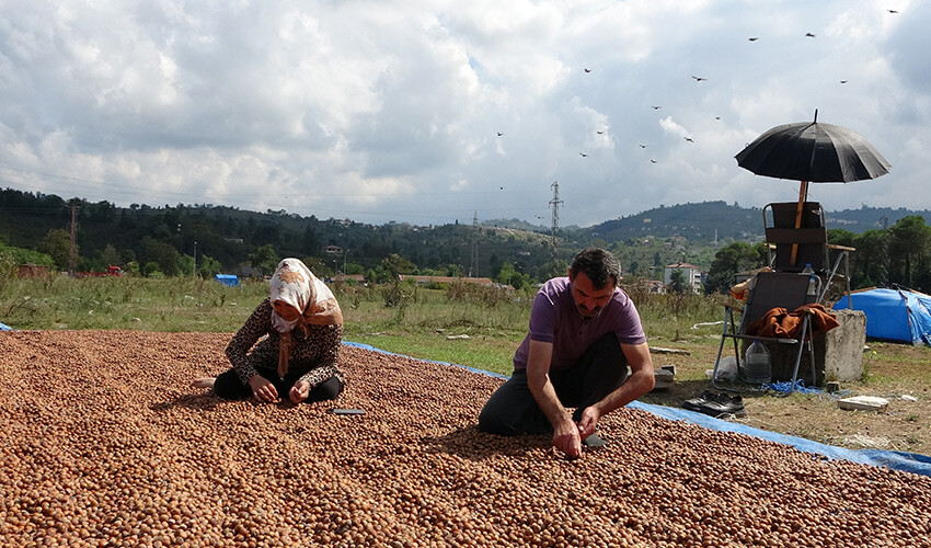 Hasadı bitti, sıra kurutmada: Rekolte yarı yarıya düştü Hasadı bitti, sıra kurutmada: Rekolte yarı yarıya düştü