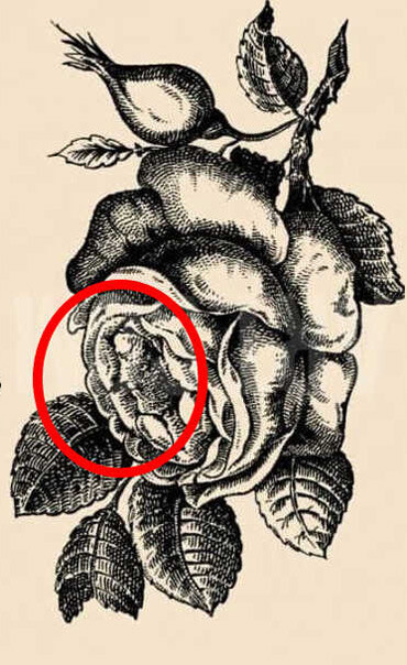 Zorlu illüzyon için 8 saniyeniz var… Görselde saklanan kız nerede?