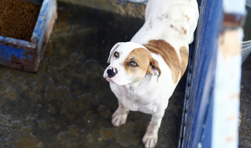 İngiltere'de başıboş köpeklere tartışmalı çözüm! Günde 21 köpek uyutuluyor