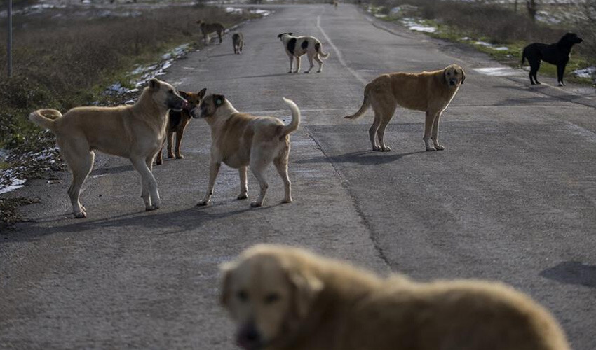 İngiltere'de başıboş köpeklere tartışmalı çözüm! Günde 21 köpek uyutuluyor
