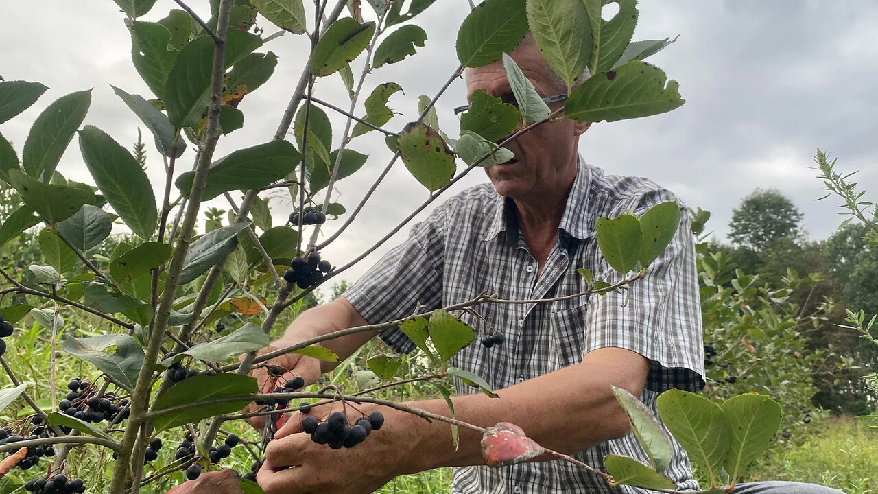 Süper meyvede hasat zamanı: Fındığa alternatif yetiştirdi, 200 kilo topladı