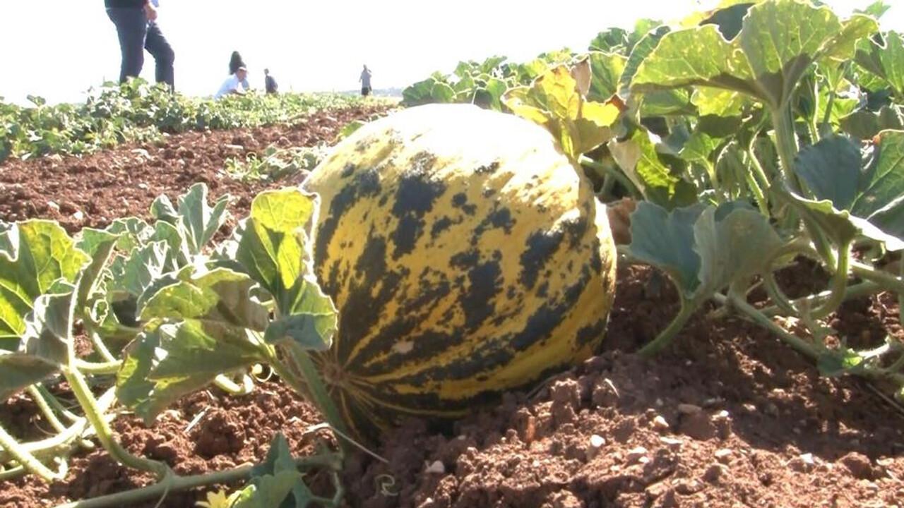 Adını yetiştiği köyden alıyor: 5 aya kadar dayanabiliyor, 12 TL'den satılıyor!