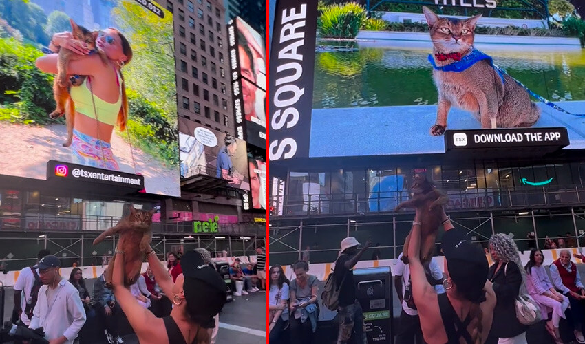 Kedisinin fotoğraflarını New York billboardlarına koyduran Ebru Şallı alay konusu oldu Kedisinin fotoğraflarını New York billboardlarına koyduran Ebru Şallı alay konusu oldu