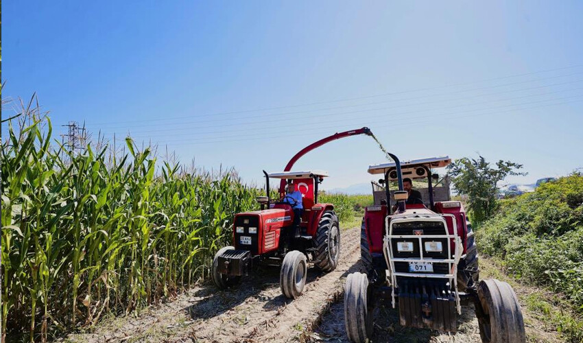 Teşvik için hibe veriliyor! Silajlık mısır hasatı başladı