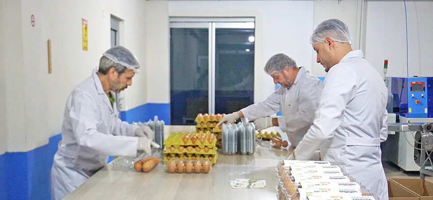 Ordu modeli kalkınma: Fındık bahçesinde organik yumurta Ordu modeli kalkınma: Fındık bahçesinde organik yumurta