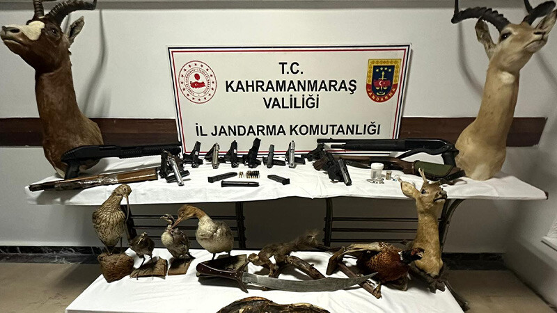 Operasyonda ele geçirilen hayvan tahnitleri şaşırttı kahramanmaraş- operasyon- hayvan tahnitleri