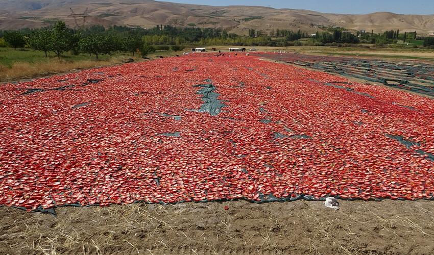 Kurutmalık domateste hasat geç başladı: Şimdi birçok vatandaşa ekmek kapısı oldu Kurutmalık domateste hasat geç başladı: Şimdi birçok vatandaşa ekmek kapısı oldu