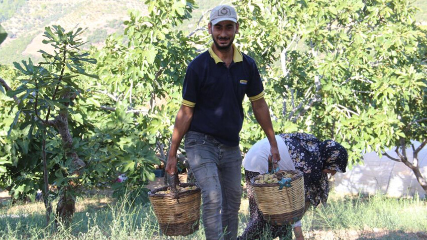 Altın meyvede hasat devam ediyor: Kalite çok yüksek, fiyatların artması bekleniyor Altın meyvede hasat devam ediyor: Kalite çok yüksek, fiyatların artması bekleniyor