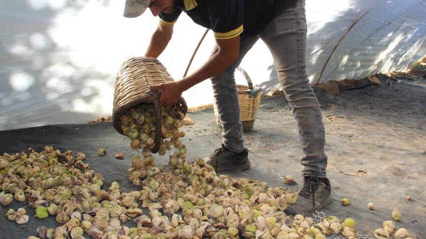 Altın meyvede hasat devam ediyor: Kalite çok yüksek, fiyatların artması bekleniyor Altın meyvede hasat devam ediyor: Kalite çok yüksek, fiyatların artması bekleniyor