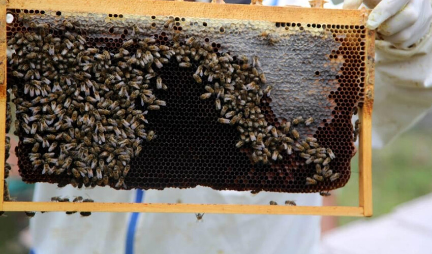 Dünya Doğu Karadeniz dedi! Bal ihracatı yüzde 90 arttı Dünya Doğu Karadeniz dedi! Bal ihracatı yüzde 90 arttı
