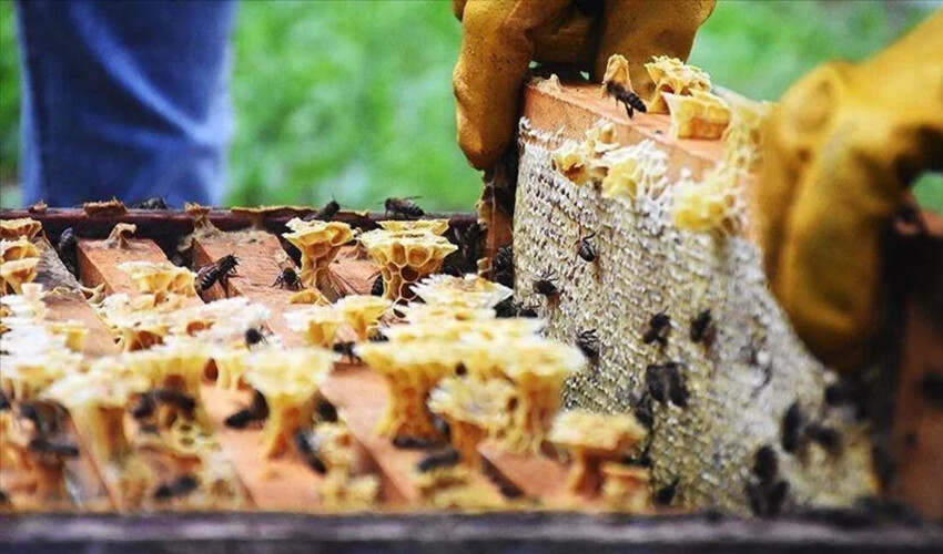 Dünya Doğu Karadeniz dedi! Bal ihracatı yüzde 90 arttı Dünya Doğu Karadeniz dedi! Bal ihracatı yüzde 90 arttı