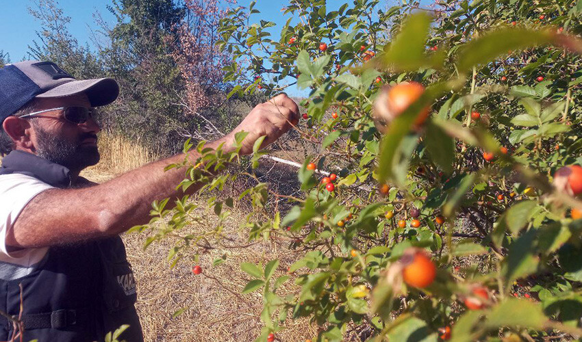 Bozkırın ortasında şifa kaynağı: C vitamini deposu, kış aylarının vazgeçilmezi...